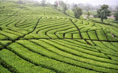 tea plantation in Bandung, West Java, Indonesia