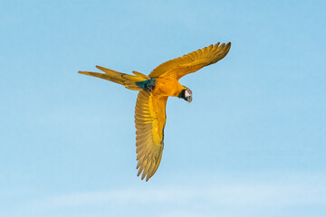 Guacamayas en Caracas 88