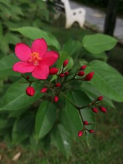 red flowers in the garden