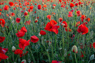 Red corn poppies in field at sunset