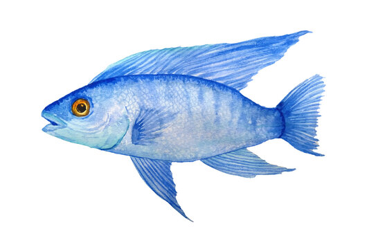 Watercolor hand drawn illustration of electric blue cichlid fresh water fish. Acquarium fish tank animal pet. Tropical aquascaping underwater hybrid peacock cichlid. Exotic environment cute bright
