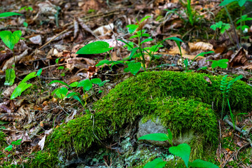 forest vegetation and stones buried in dry leaves