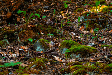 forest vegetation and stones buried in dry leaves