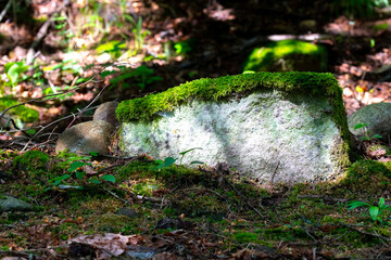Fototapeta premium forest vegetation and stones buried in dry leaves