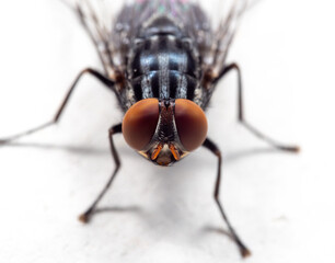 Macro Photography of Housefly on White Floor