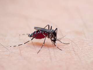 Macro Photo of Yellow Fever Mosquito Sucking Blood on Human Skin
