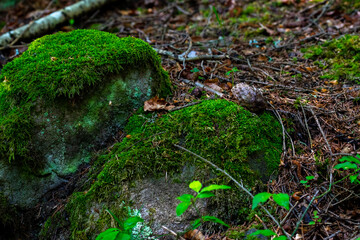 forest vegetation and stones buried in dry leaves