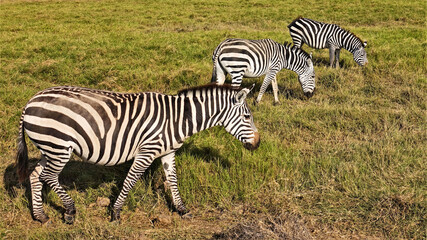 Fototapeta na wymiar Three beautiful zebras graze in the savannah. Close-up. Black and white striped pattern, mane, tail, hooves, eyes are clearly visible. Background is yellowed grass. Kenya, Masai Mara.