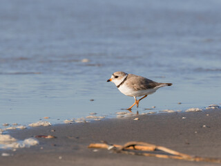 The piping plover (Charadrius melodus) on the sand beach, Galveston