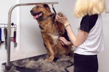 Cute big dog sits on the table and Grooming master cuts and shaves, cares for a dog. Grooming animals, drying and styling dogs, combing wool.