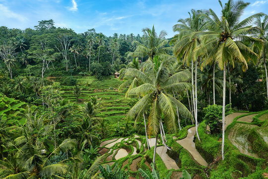 Rice Terrace at Tegalalang in Bali