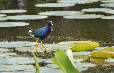American Purple Gallinule (Porphyria martinica) feeding at Brazos Bend state park