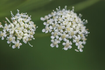 Flowers white umbrellas in the field on a warm sunny day. Beautiful photos of Russian nature.