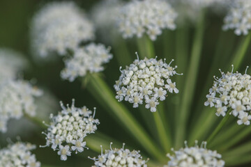 Flowers white umbrellas in the field on a warm sunny day. Beautiful photos of Russian nature.