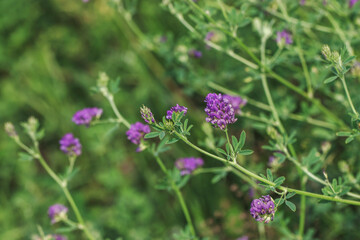 Purple pea flowers close-up in the field on a warm sunny day. Beautiful photos of Russian nature.