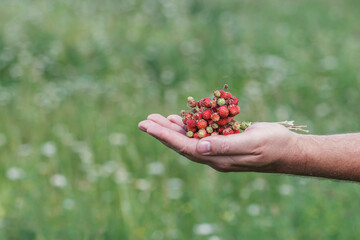 A male hand holds a bouquet with ripe tasty red strawberries on a sunny summer day in the meadow. Traveling in Russia.