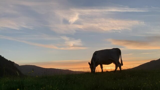 cow silhouette grazing in field at sunset, Highlands, Scotland