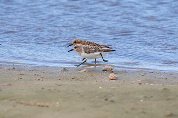 Two Sanderlings  In Summer Plumage Racing  On Shore