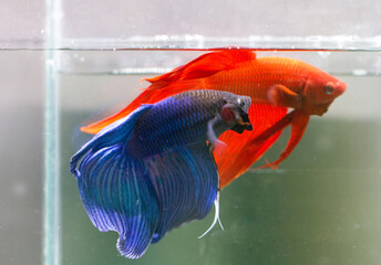 Betta Blue and Red Veiltail VT Male or Plakat Fighting Fish Splendens on Black Background.