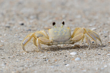 Atlantic ghost crab (Ocypode quadrata) on the beach