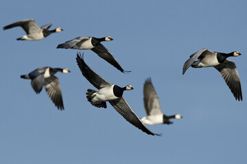 Barnacle geese (Branta leucopsis) in flight in their habitat in Denmark