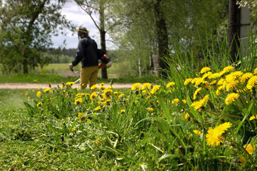 The gardener man mows the grass with yellow dandelions with a hand lawn mower. selective focus. Grass in the foreground, a man in defocus