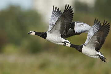 Barnacle geese (Branta leucopsis) in flight in their habitat in Denmark