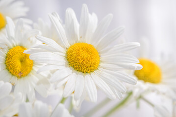 Obraz na płótnie Canvas daisies white flowers background