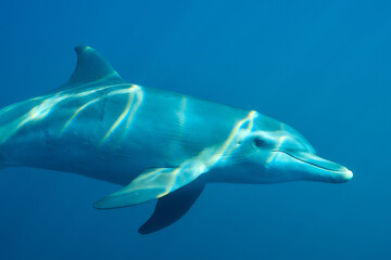 Approaching dolphins