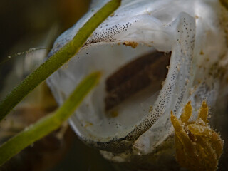 Open End, open mouth of a dead perch underwater
