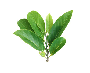 The top of the leaves are isolated on a white background