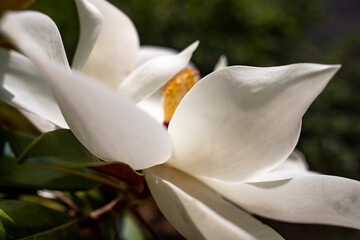  Close-up of a white magnolia flower on a sunny day. © Алекс Ренко