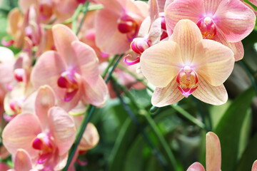 Naklejka na ściany i meble Beautiful orchids in the garden.