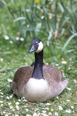 Canada Goose (in german Kanadagans, Branta canadensis)