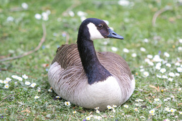 Obraz premium Canada Goose (in german Kanadagans, Branta canadensis)