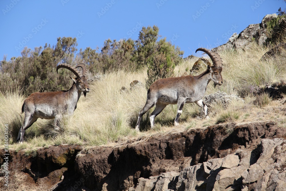 Wall mural pyrenean ibexes climbing up the rocky hill covered in the grass at daytime