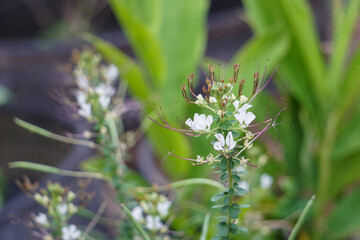wild flowers in the grass