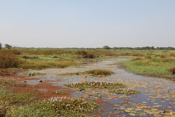 Small pond surrounded by greenery under a cloudy sky at daytime in South Sudan