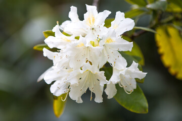 great laurel or big rhododendron (in german Rhododendron maximum also Riesenrhododendron) Rhododendron maximum