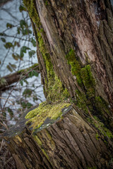 Nahaufnahme einer mit Moos überwachsener Baumrinde