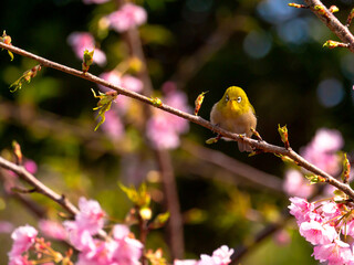 メジロと河津桜