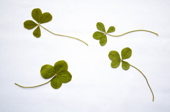 葉っぱの押し花 の画像 1 717 件の Stock 写真 ベクターおよびビデオ Adobe Stock