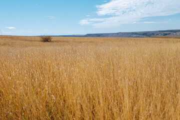 Field of yellow dry grass on a sunny day with clear blue sky in the background. Autumn landscape