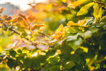 Naklejka na ściany i meble Orange autumn leaves background.