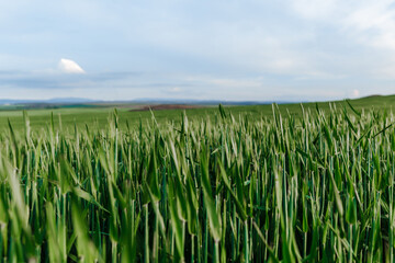 Green wheat field under the blue sky. Summer landscape