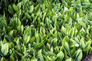 Fototapeta premium Glade of lilies of the valley