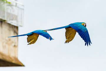 Guacamayas en Caracas 47