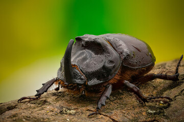Male of rhinoceros beetle (Oryctes Nasicornis) 