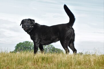 black big dog in a muzzle