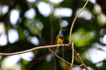 Yellow guinea bird in rain forest, Thailand